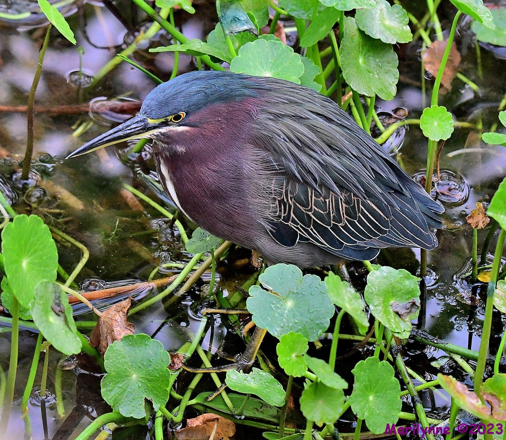 DSC_9406_001.JPG