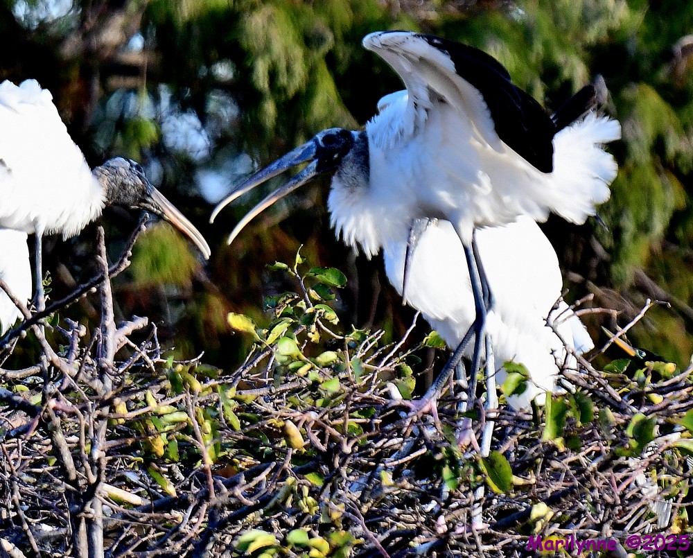 DSC_9406_001.JPG