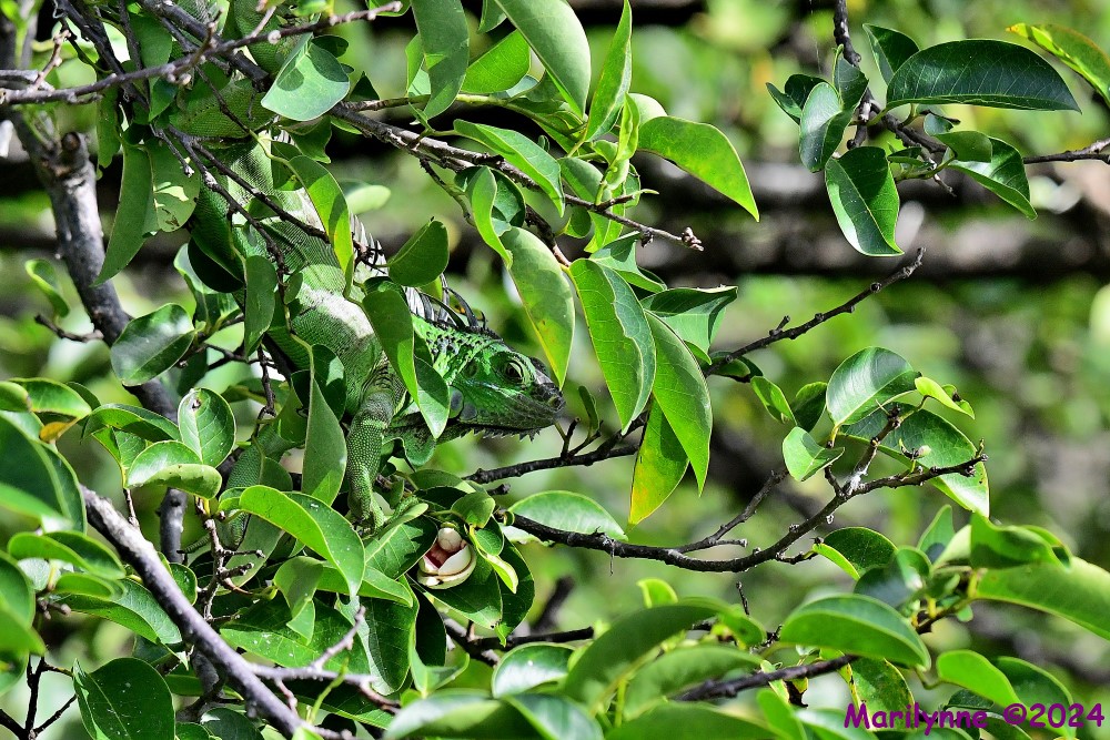 DSC_9409_001.JPG