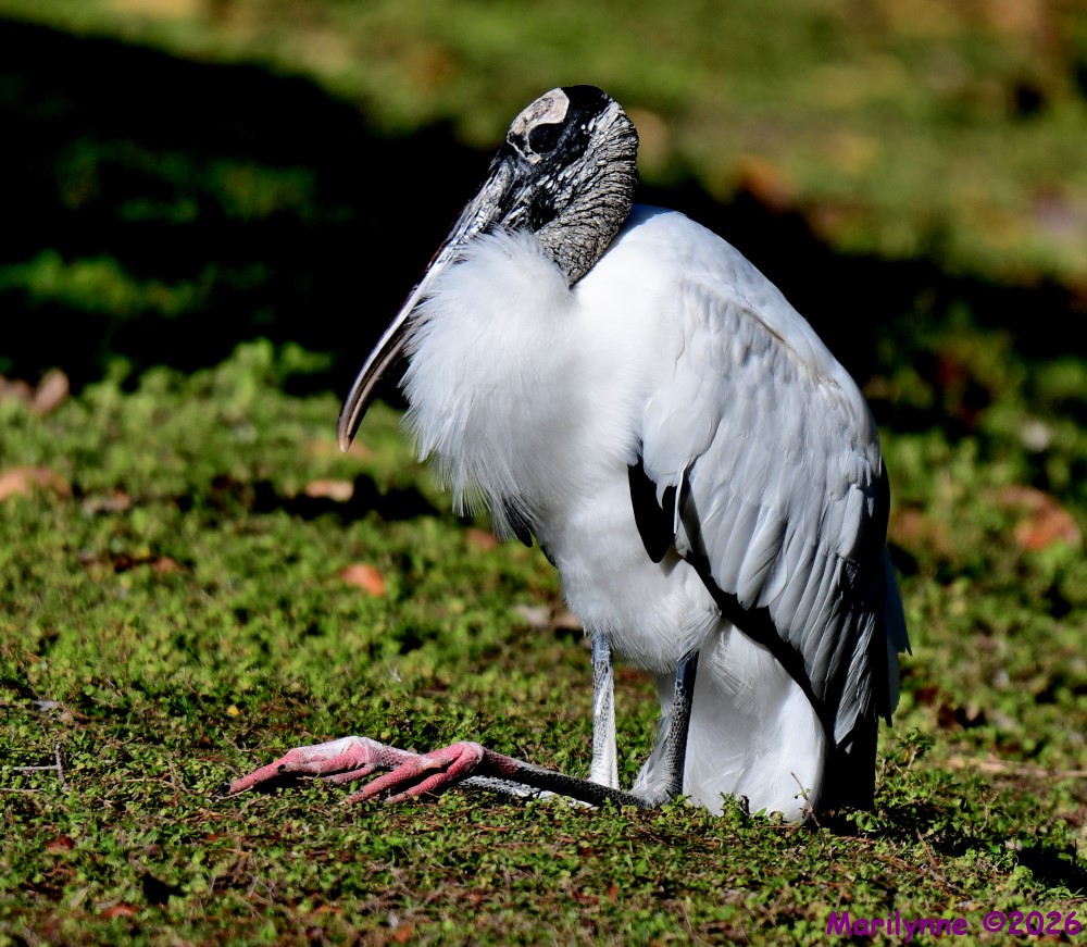 DSC_9409_001.JPG