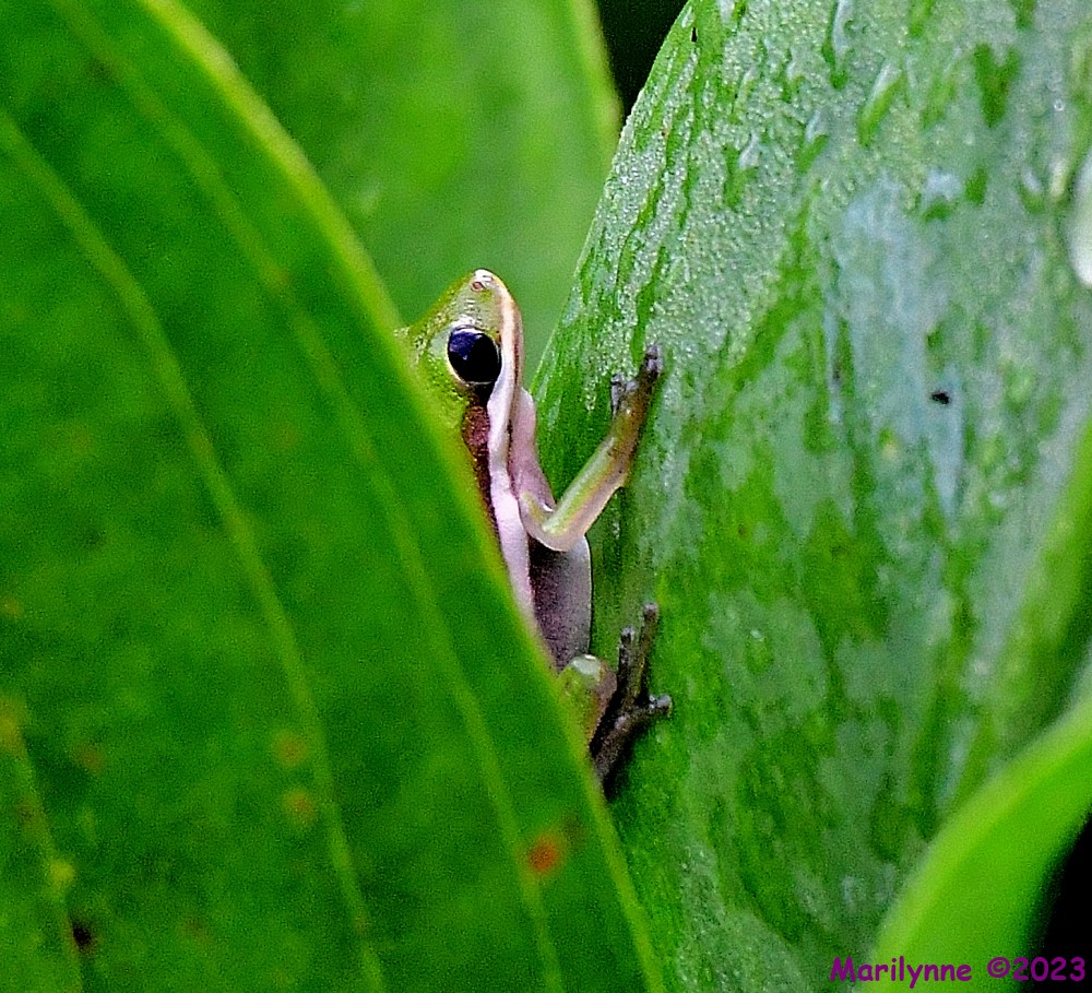 DSC_9412_001.JPG