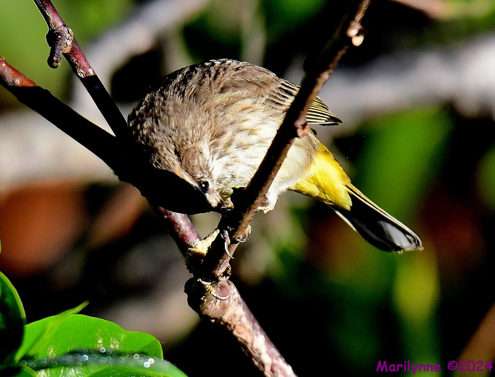 DSC_9412_001.JPG