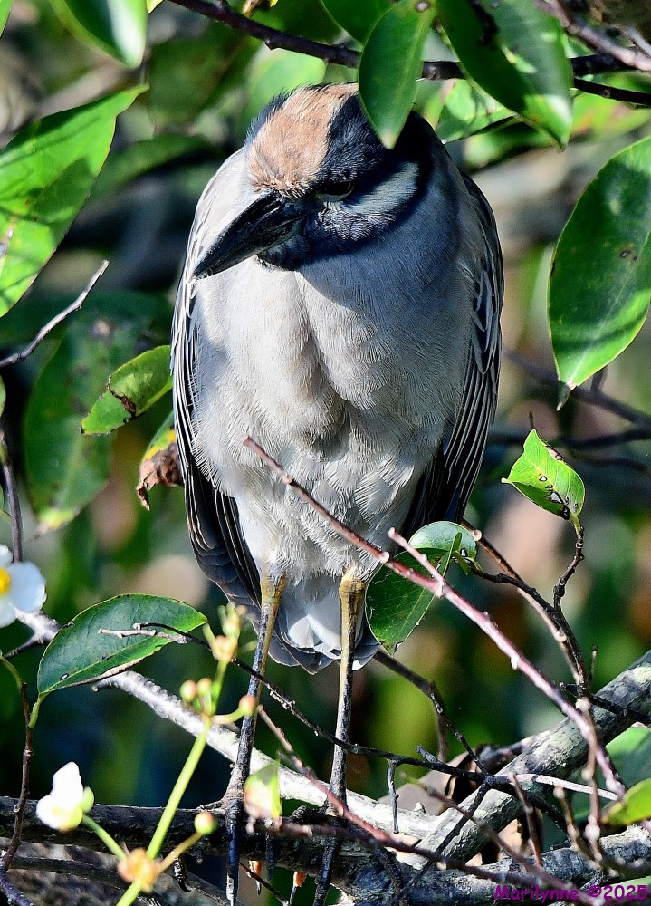 DSC_9415_001.JPG