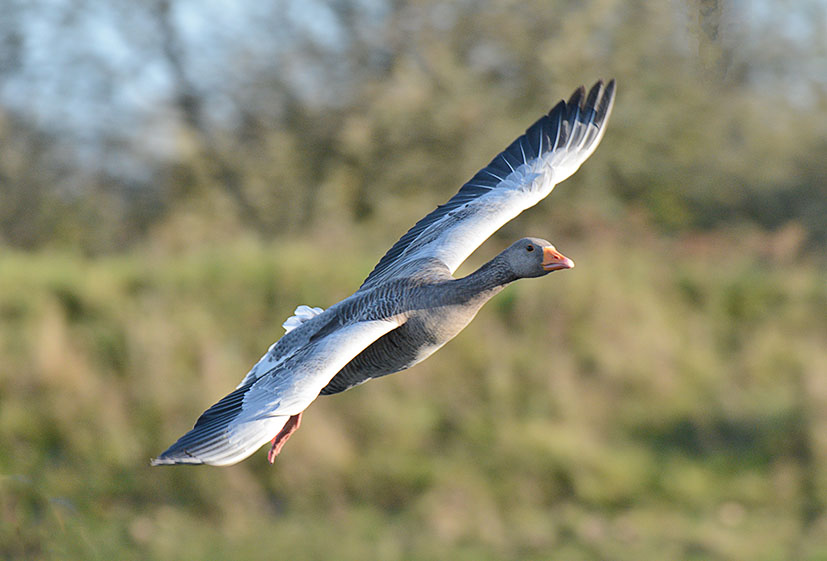 DSC_9418.jpg