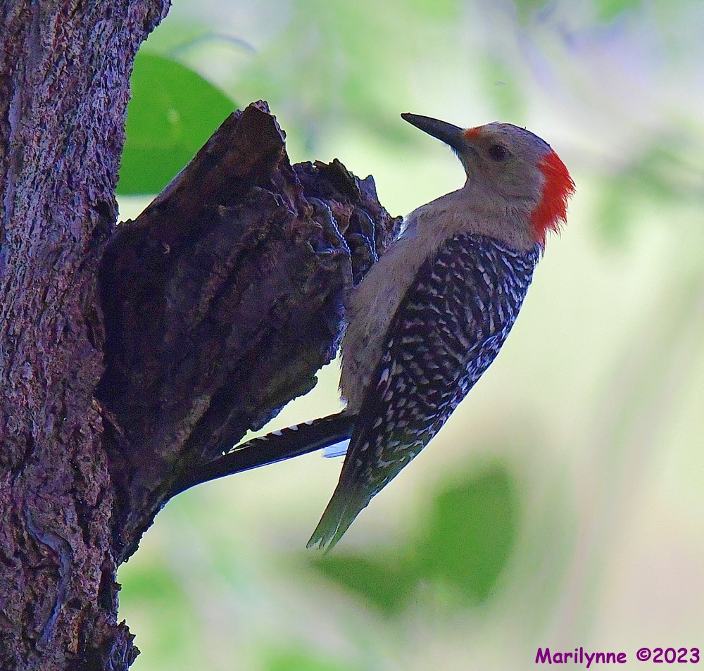 DSC_9423_001.JPG