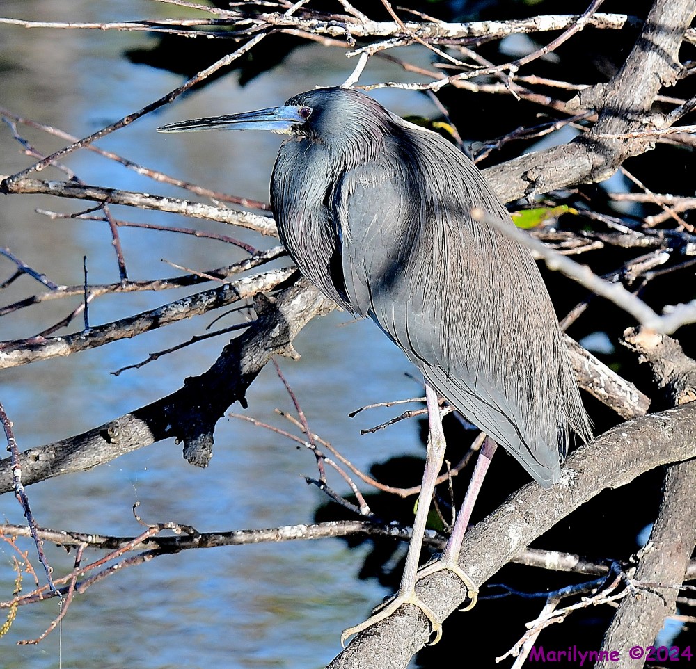 DSC_9426_001.JPG