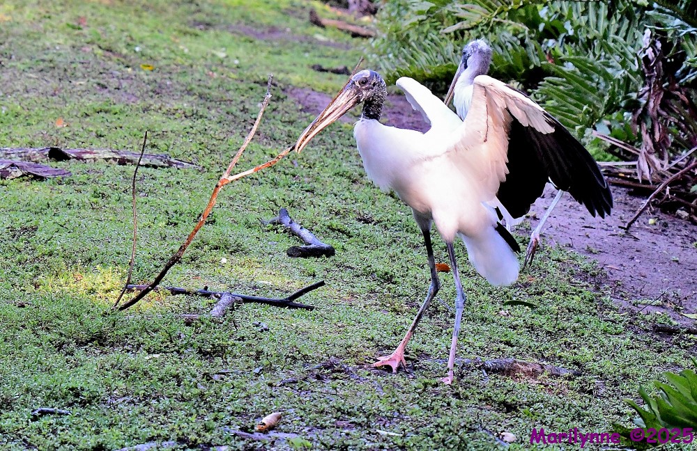DSC_9428_001.JPG
