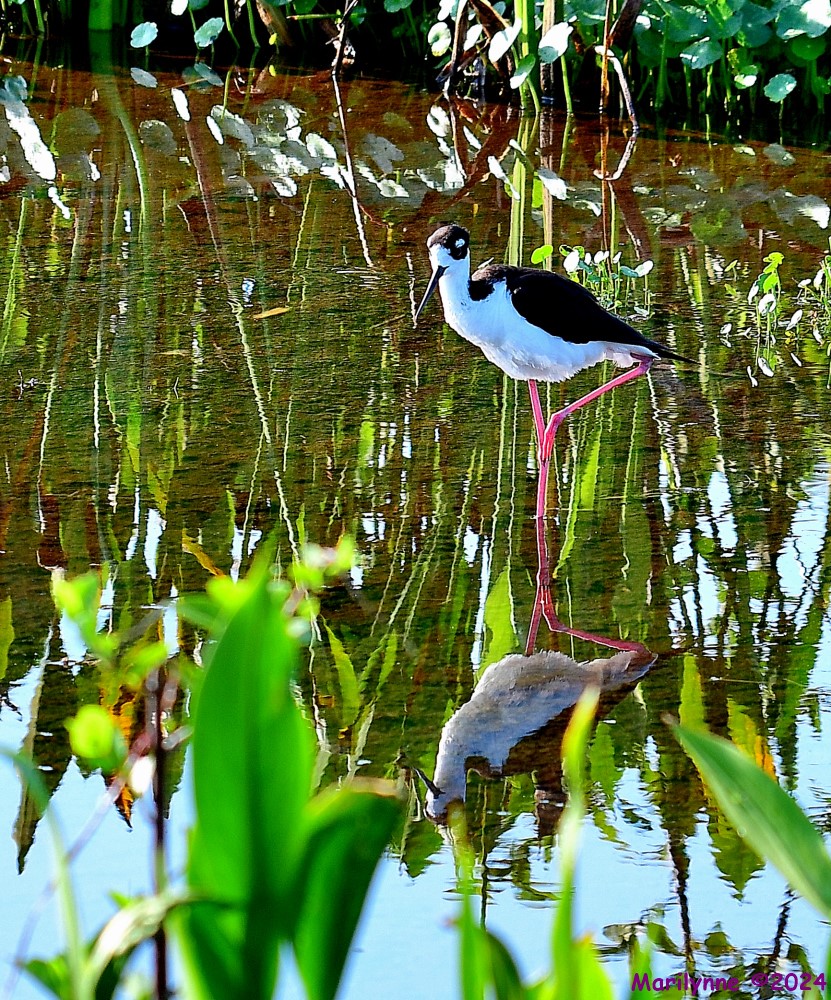 DSC_9429_001.JPG