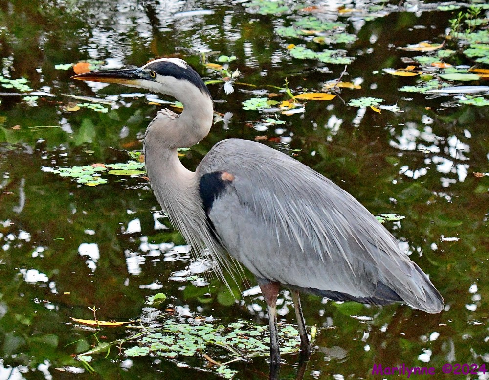 DSC_9431_001.JPG