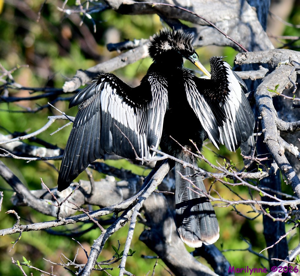 DSC_9431_001.JPG