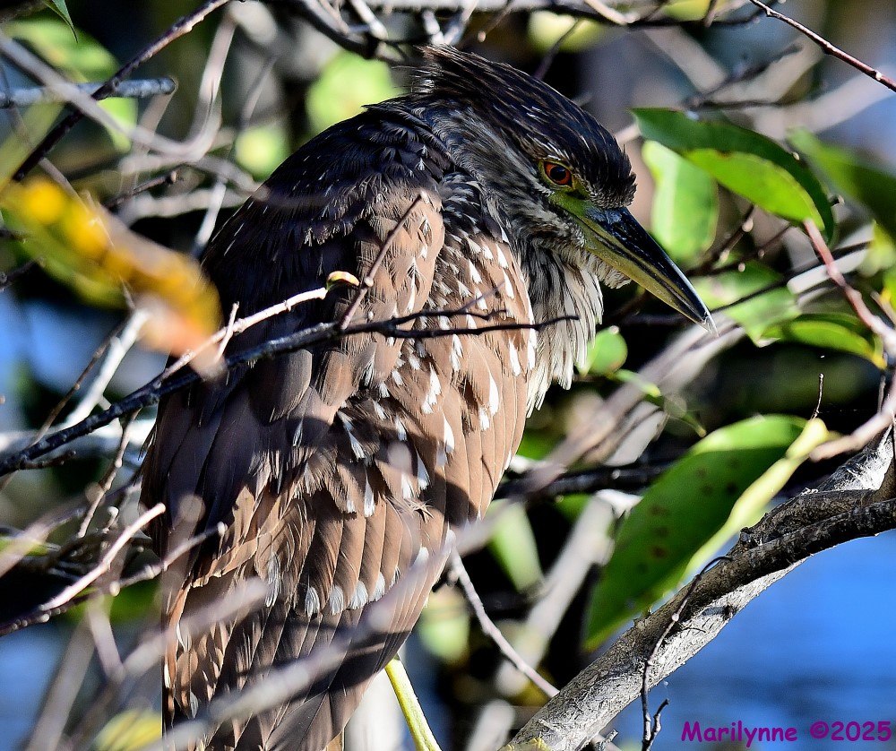 DSC_9434_001.JPG