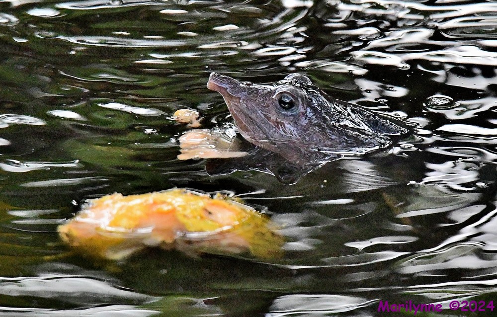 DSC_9436_001.JPG