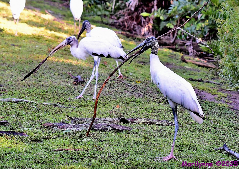 DSC_9437_001.JPG