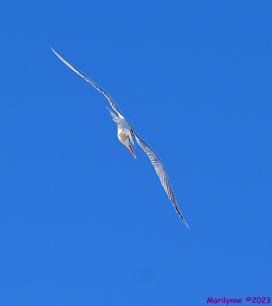 DSC_9438_001.JPG
