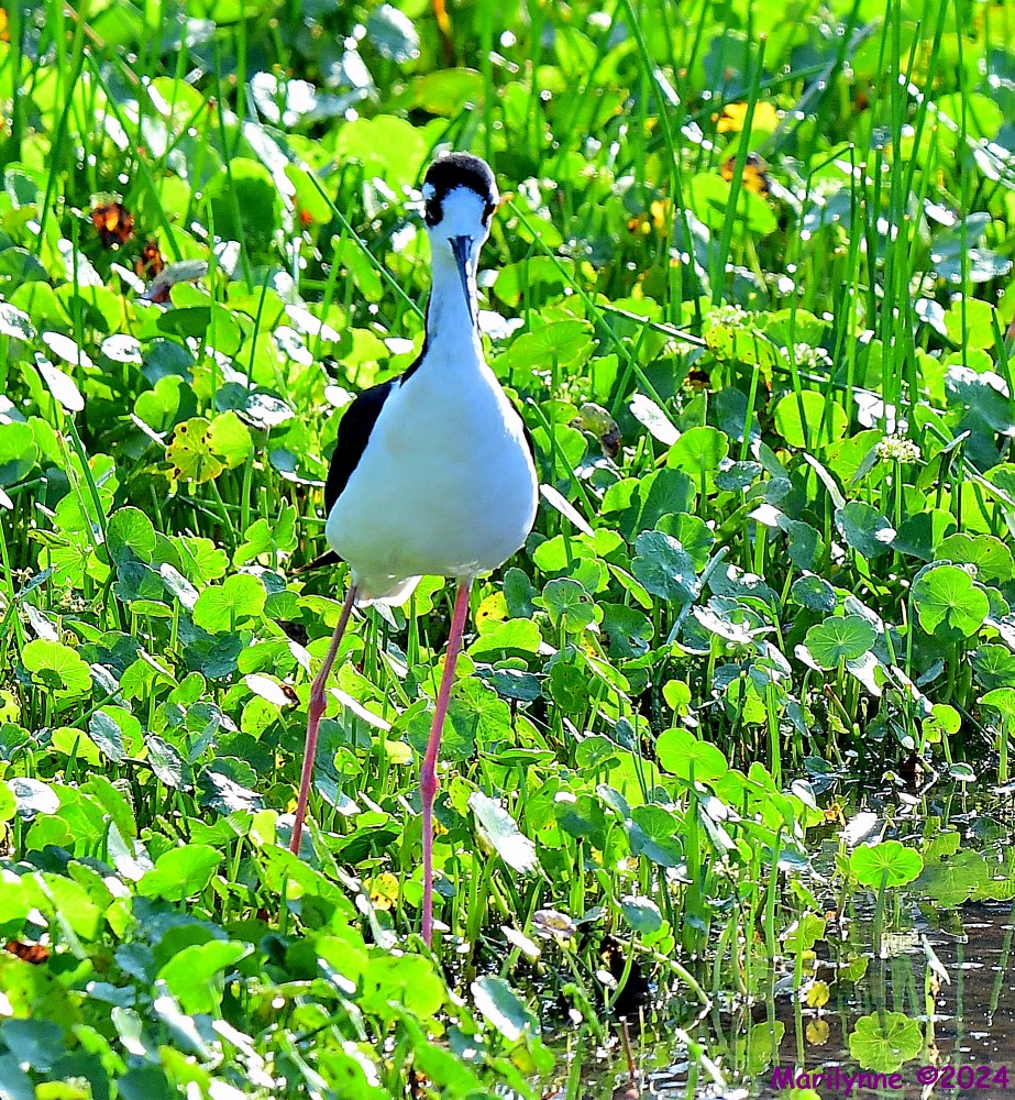 DSC_9439_001.JPG