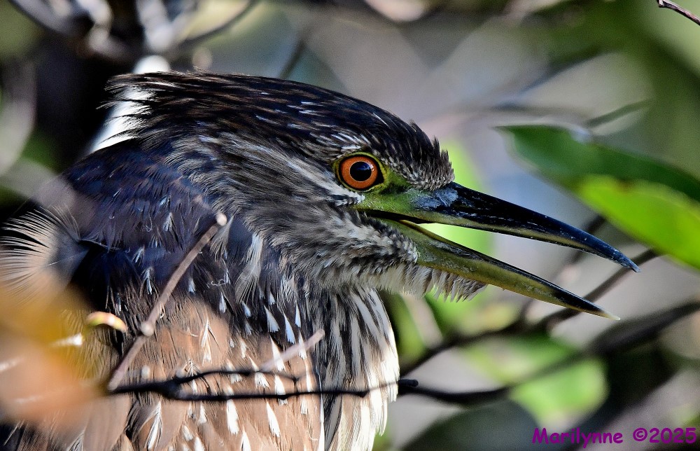 DSC_9439_001.JPG