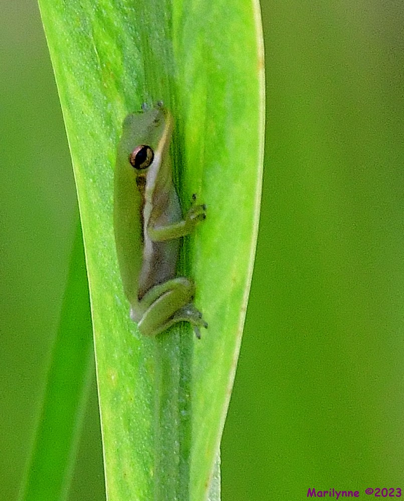 DSC_9440_001.JPG