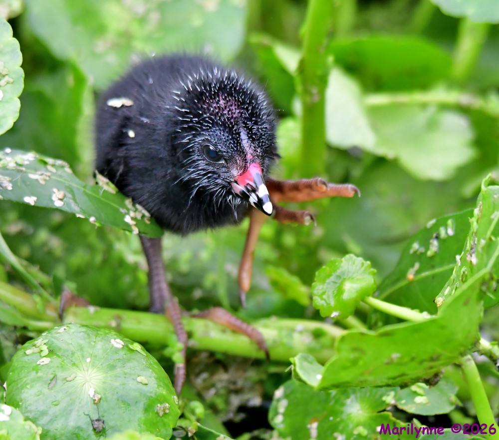 DSC_9440_001.JPG