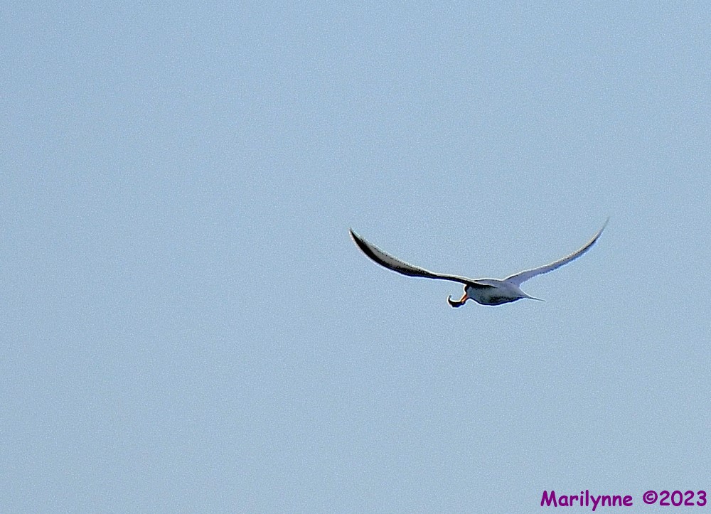 DSC_9442_001.JPG