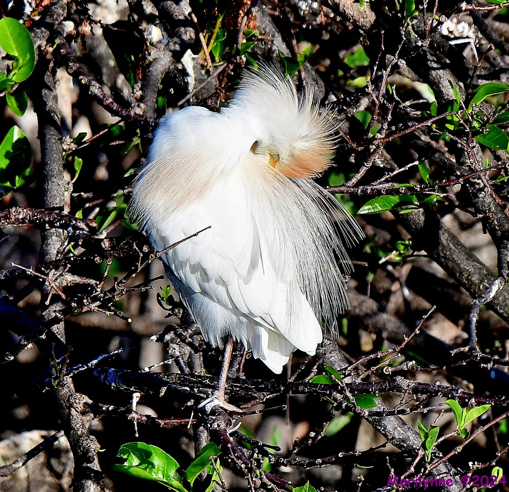 DSC_9442_001.JPG