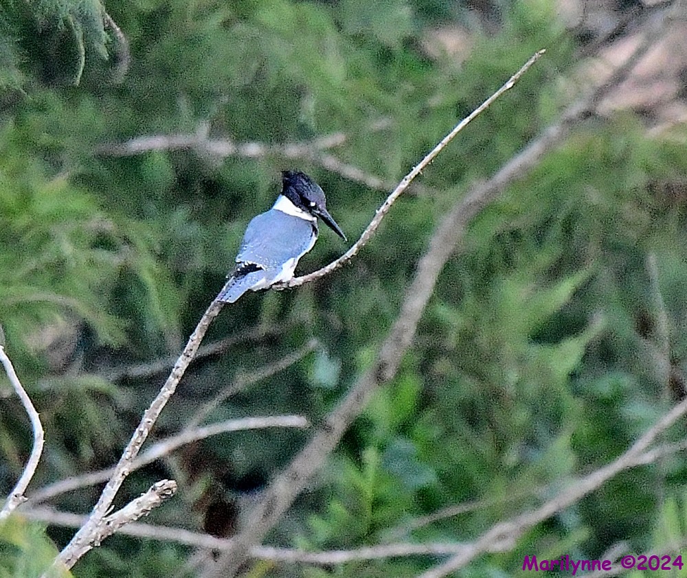 DSC_9444_001.JPG