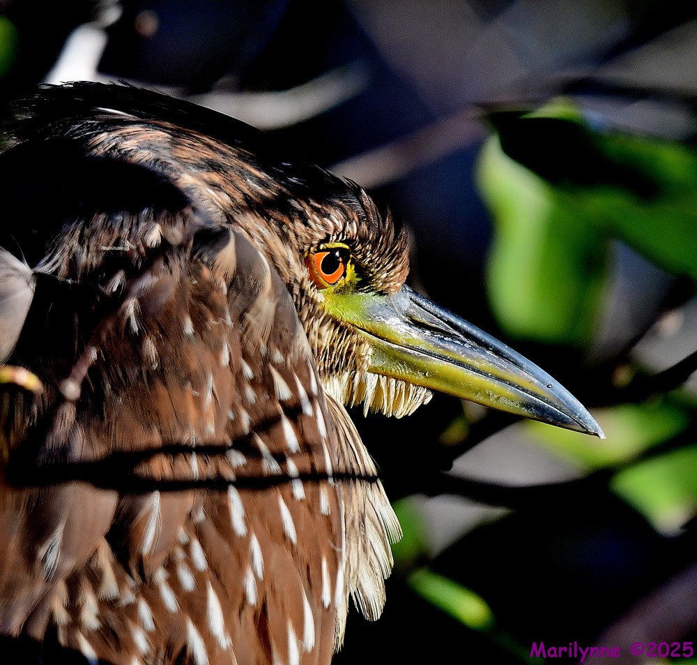 DSC_9444_001.JPG