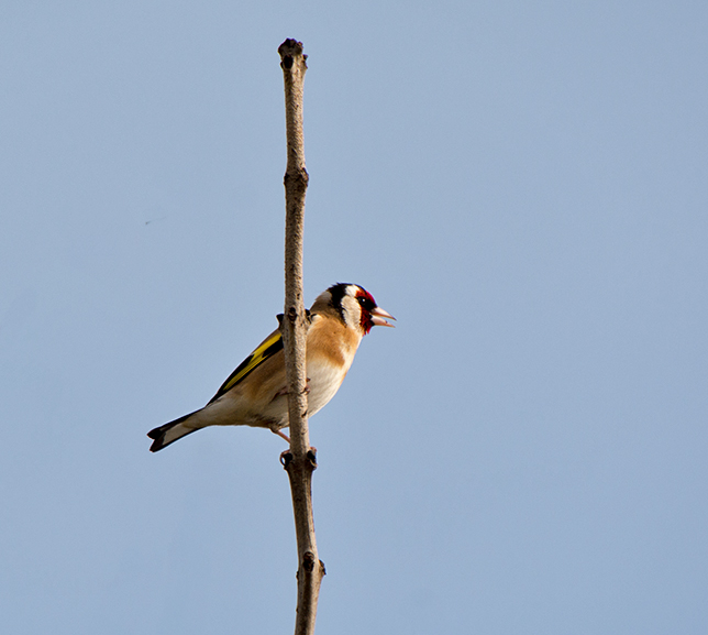 DSC_9445.jpg