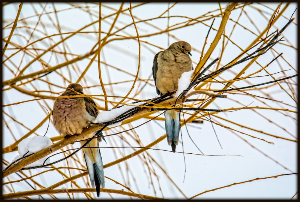 DSC_9446-Edit.jpg