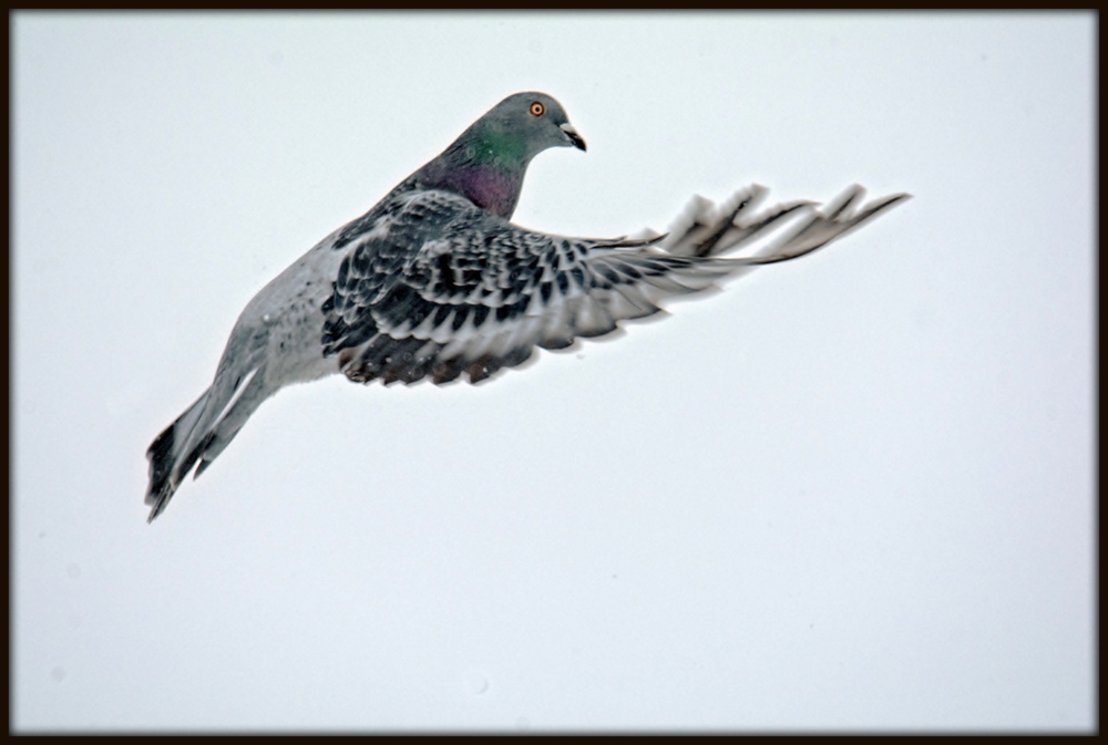 DSC_9447-Edit.jpg