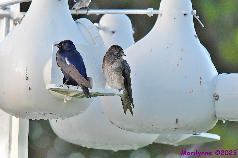 DSC_9447_001.JPG