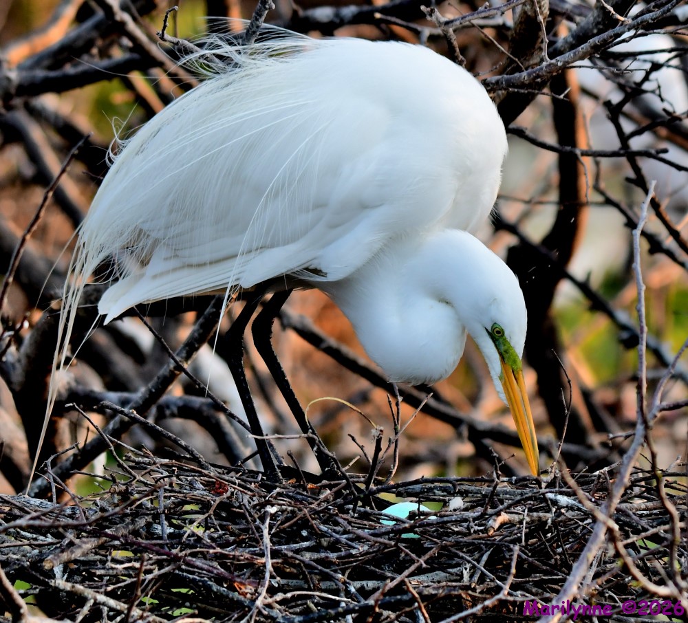 DSC_9447_001.JPG