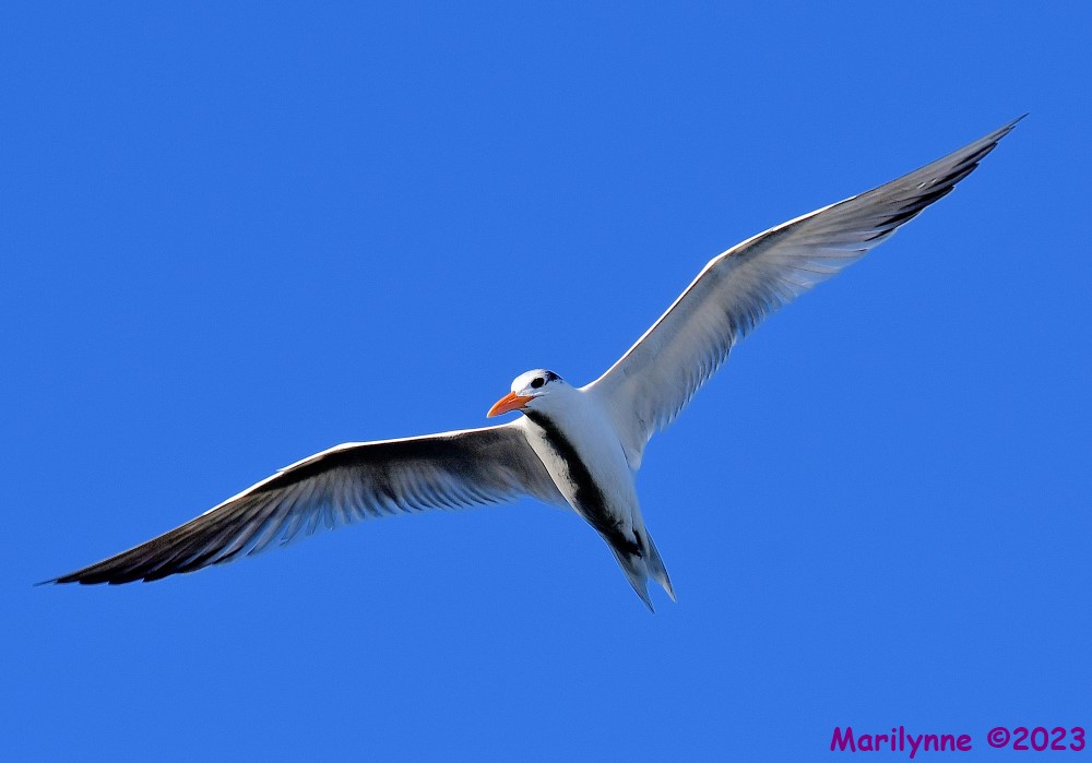 DSC_9449_001.JPG