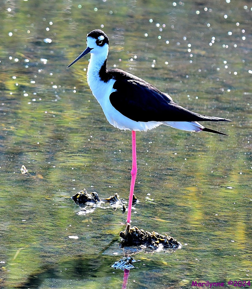 DSC_9449_001.JPG