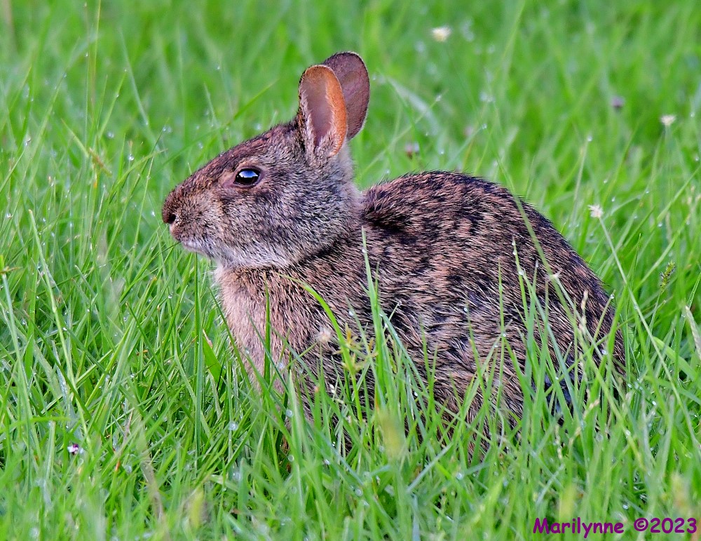 DSC_9450_001.JPG