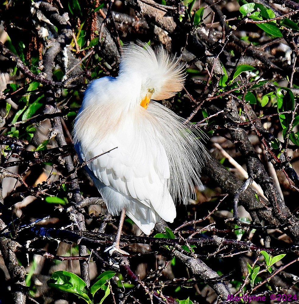 DSC_9451_001.JPG