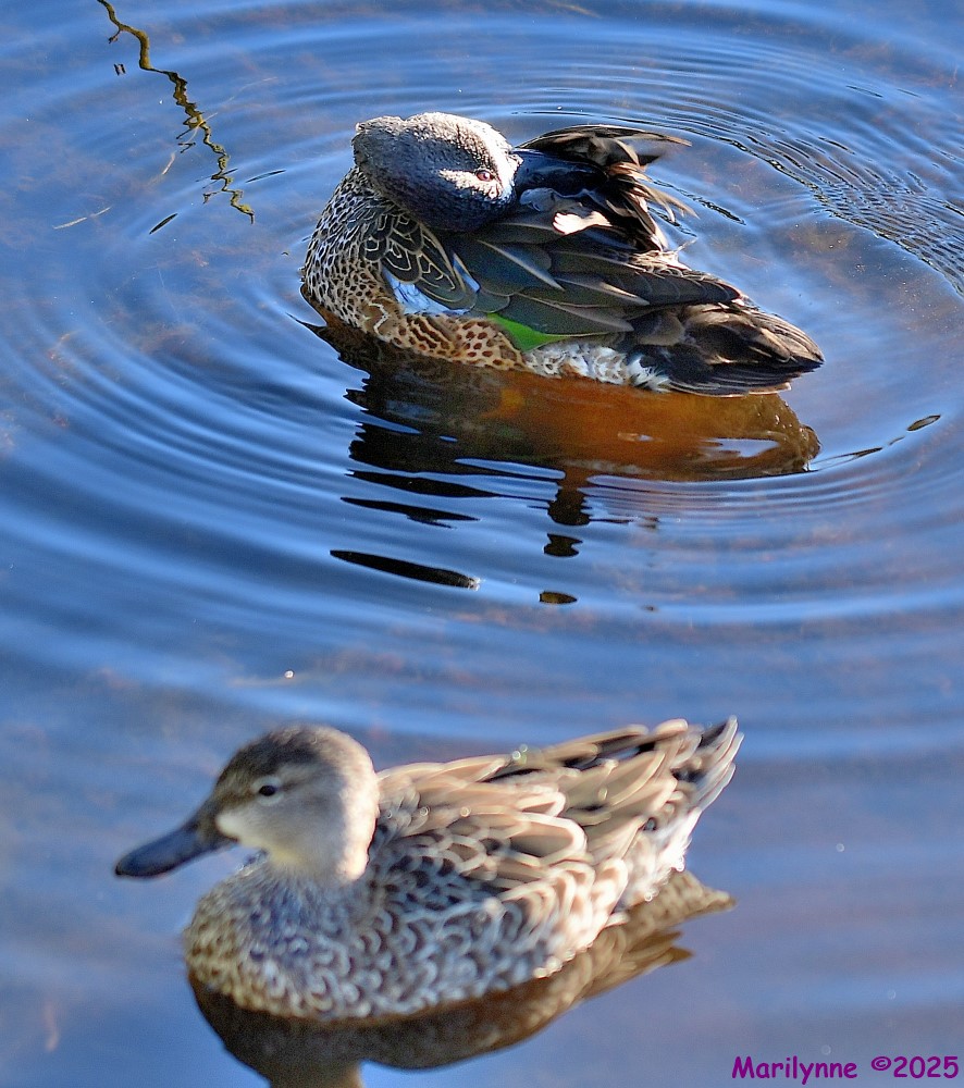DSC_9452_001.JPG