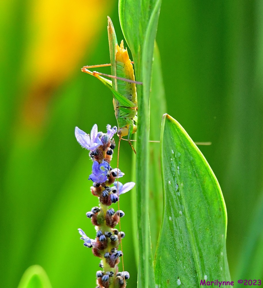 DSC_9454_001.JPG