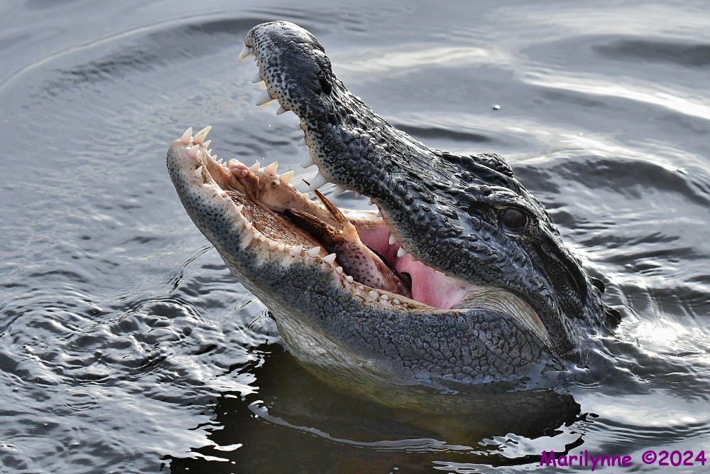 DSC_9455_001.JPG