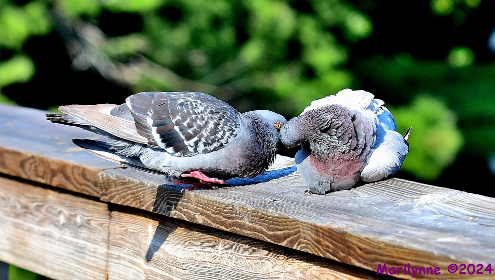 DSC_9457_001.JPG
