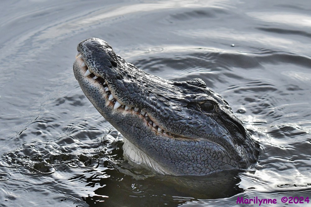 DSC_9457_001.JPG