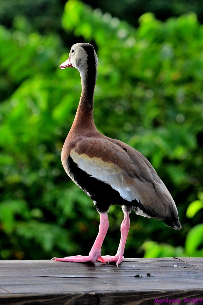DSC_9458_001.JPG