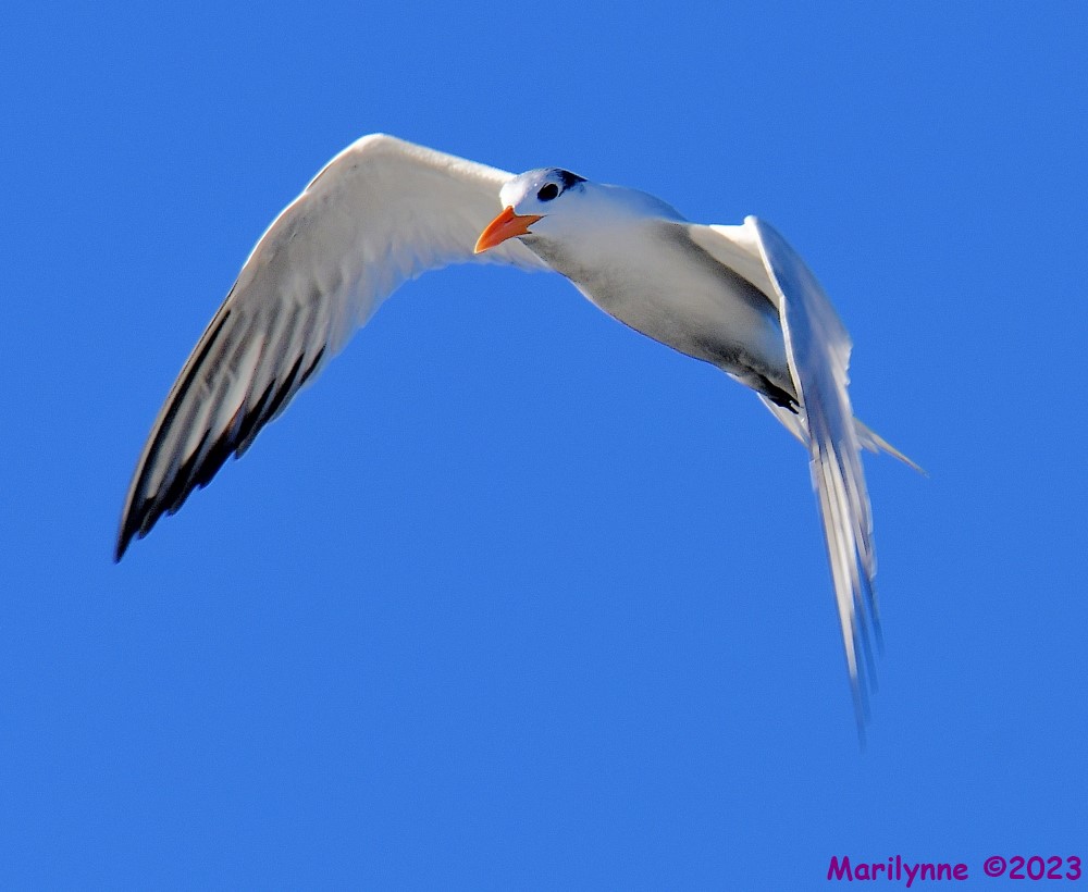 DSC_9459_001.JPG