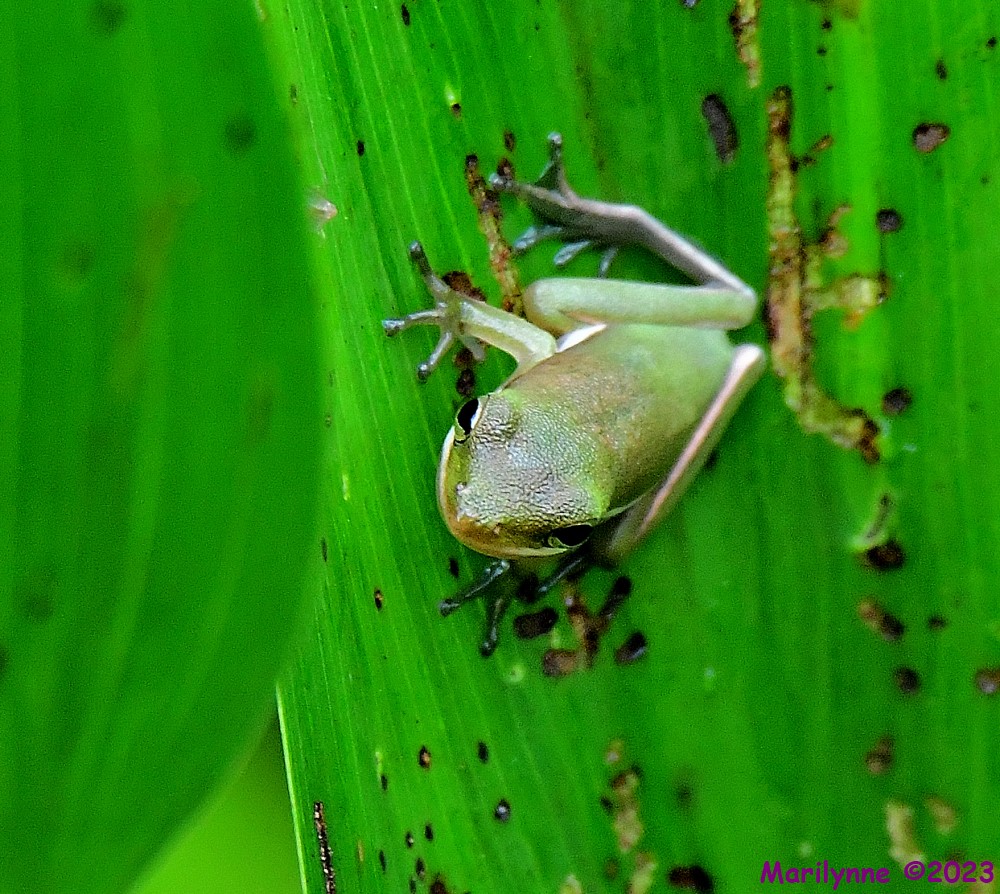 DSC_9459_001.JPG