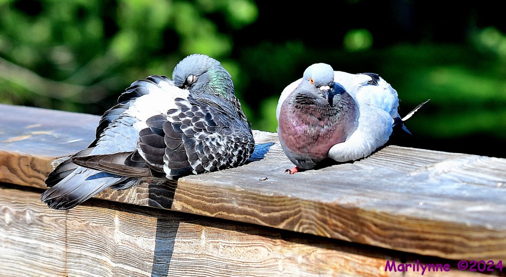 DSC_9459_001.JPG