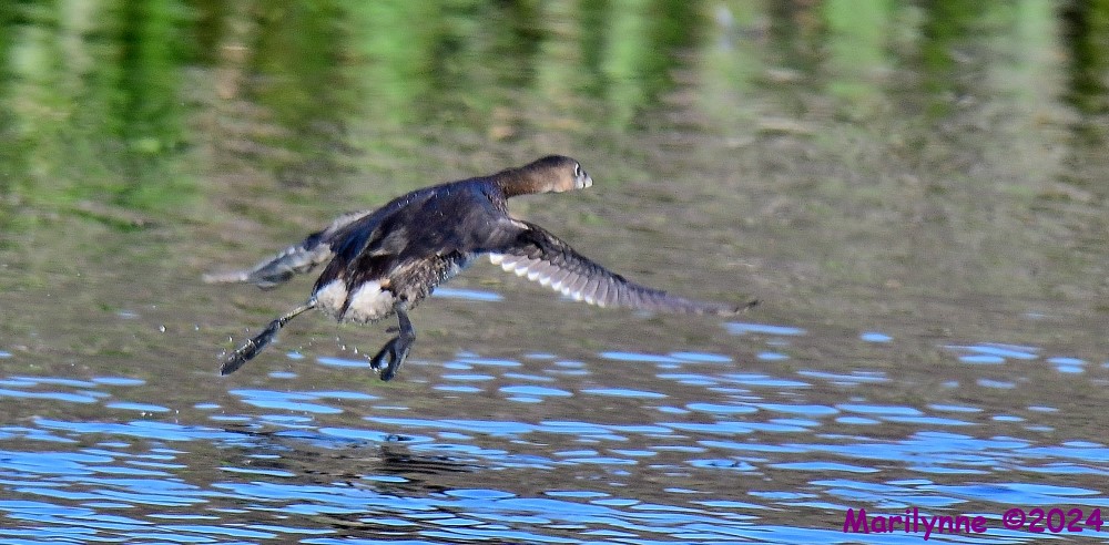 DSC_9461_001.JPG
