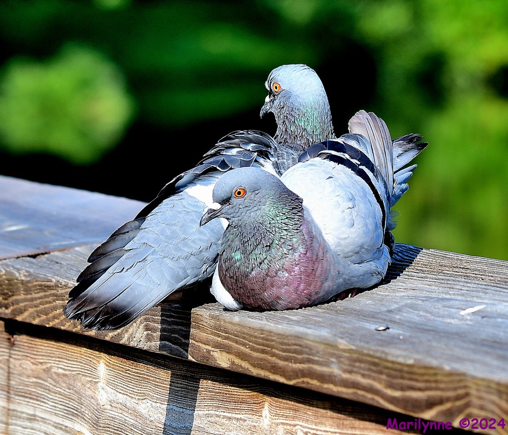 DSC_9461_001.JPG