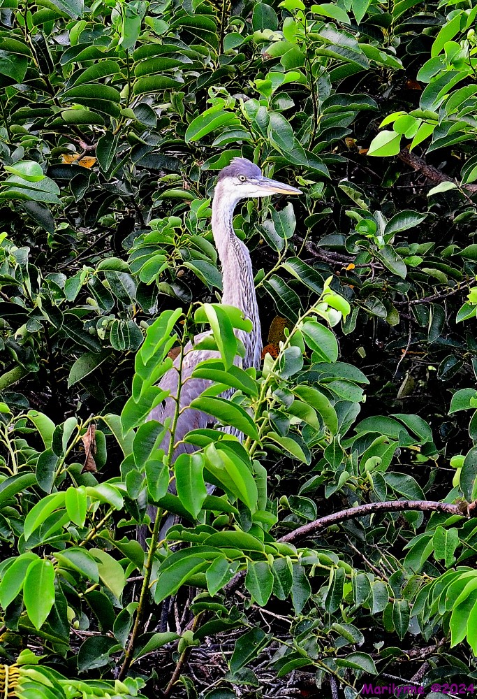 DSC_9462_001.JPG