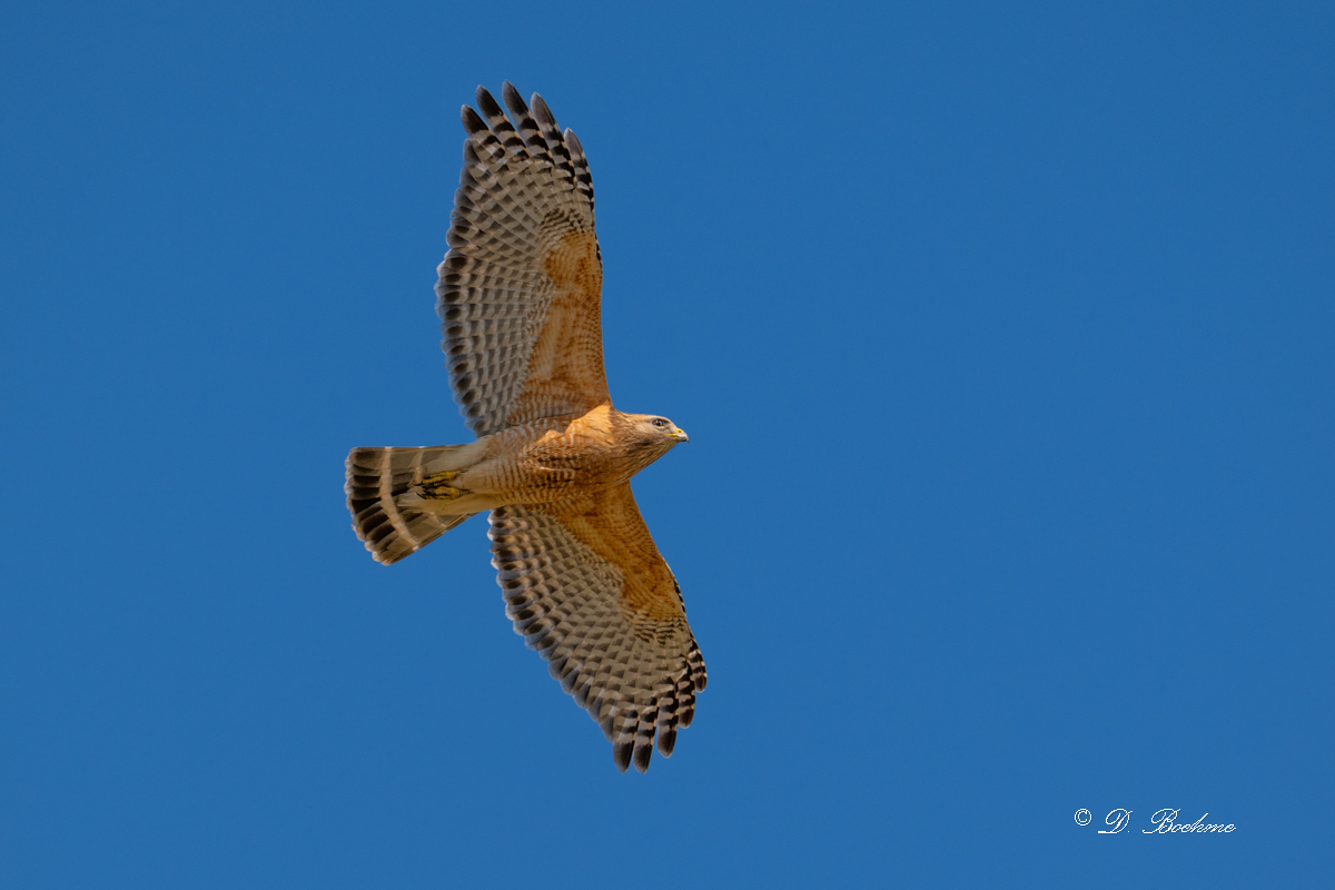 DSC_9463-2.jpg