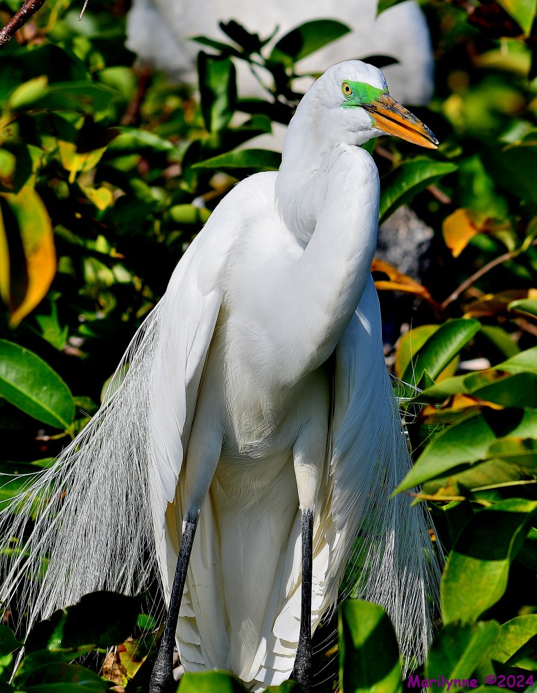 DSC_9463_001.JPG