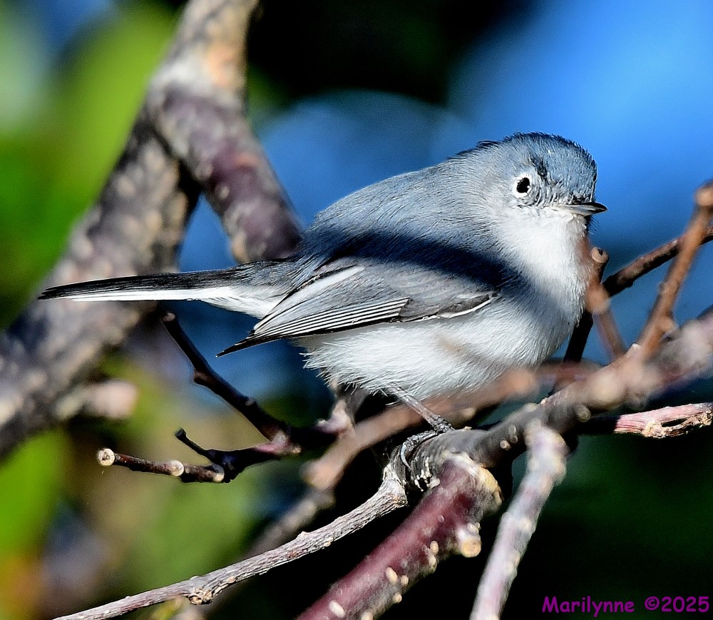 DSC_9463_001.JPG
